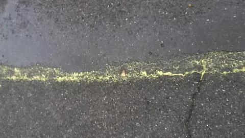 El barrio de San Claudio se tiñe de amarillo cada vez que llueve. Los vecinos de León capital denuncian  la aparición recurrente de manchas amarillas en las calles del barrio La explicación no existe a este fenómeno si bien se apunta al polen de las coníferas del Paseo de la Condesa como posible causa. Fotos: A.V.