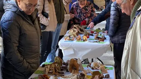 El Palacio de los Guzmanes acoge el cierre de la 51 Semana Micológica de la Asociación Micológica Leonesa San Jorge con una exposición de las setas que miembros de este colectivo han recolectado este sábado. Foto: Dipu León