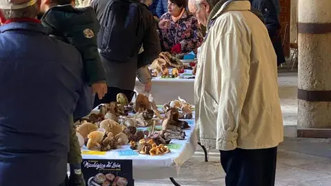 El Palacio de los Guzmanes acoge el cierre de la 51 Semana Micológica de la Asociación Micológica Leonesa San Jorge con una exposición de las setas que miembros de este colectivo han recolectado este sábado. Foto: Dipu León