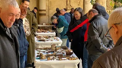 El Palacio de los Guzmanes acoge el cierre de la 51 Semana Micológica de la Asociación Micológica Leonesa San Jorge con una exposición de las setas que miembros de este colectivo han recolectado este sábado. Foto: Dipu León