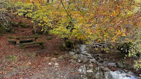 El Faedo de Ciñera, la ruta en pleno corazón de la montaña leonesa que parece sacada de un cuento. Foto: Silvia García.
