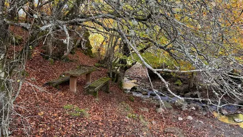 El Faedo de Ciñera, la ruta en pleno corazón de la montaña leonesa que parece sacada de un cuento. Foto: Silvia García.