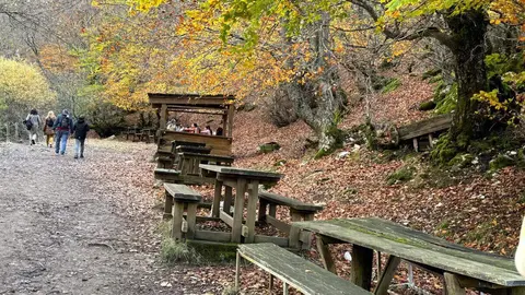 El Faedo de Ciñera, la ruta en pleno corazón de la montaña leonesa que parece sacada de un cuento. Foto: Silvia García.