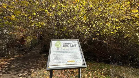 En 2007, el Ministerio de Medio Ambiente y la ONG Bosques Sin Fronteras lo declararon 