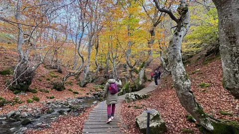 El Faedo de Ciñera, la ruta en pleno corazón de la montaña leonesa que parece sacada de un cuento. Foto: Silvia García.