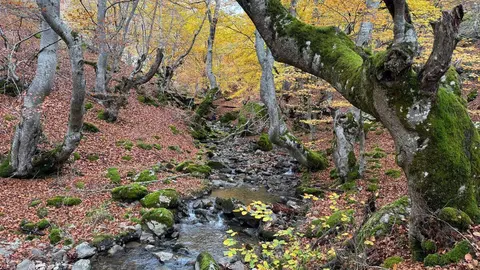 El Faedo de Ciñera, la ruta en pleno corazón de la montaña leonesa que parece sacada de un cuento. Foto: Silvia García.