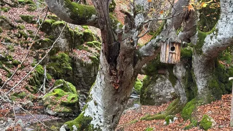 El Faedo de Ciñera, la ruta en pleno corazón de la montaña leonesa que parece sacada de un cuento. Foto: Silvia García.