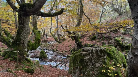 El Faedo de Ciñera, la ruta en pleno corazón de la montaña leonesa que parece sacada de un cuento. Foto: Silvia García.