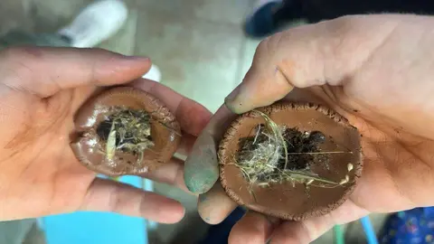 Los alumnos del CEIP Emilia Menéndez impulsan un proyecto de reforestación escolar con 'bombas de semillas'.