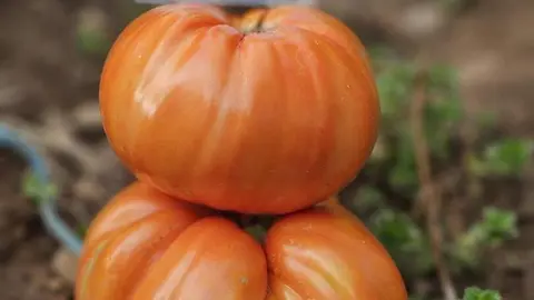 Dos tomates que han crecido en el huerto de Presta Ayuda.