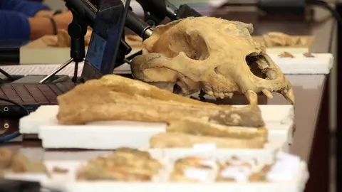 El delegado territorial de la Junta, Eduardo Diego. el coordinador del proyecto y paleobiólogo Darío Fidalgo, la profesora de Paleontología de la Universidad de León, Esperanza Fernández, y el profesor de Prehistoria de la ULE, Carlos Fernández presentan los resultados provisionales de la primera campaña de recuperación de restos de fauna del Cuaternario en cuevas de la provincia de León. Foto: Peio García.