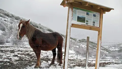 La primera nevada de la temporada llega a las cumbres de la vertiente leonesa de la Cornisa Cantábrica. Foto: Peio García