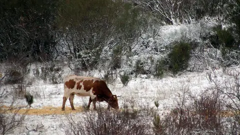 La primera nevada de la temporada llega a las cumbres de la vertiente leonesa de la Cornisa Cantábrica. Foto: Peio García