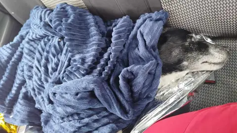 Efectivos de la UME de León rescatan a un perro a punto de morir en la nieve en Picos de Europa. 3,5 kilómetros de traslado a mano en medio de una gran nevada hasta salvar al can.