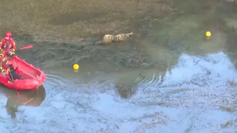 La Policía Nacional y la Unidad Militar de Emergencias (UME) despliegan este martes un amplio dispositivo en la laguna de la antigua mina de El Frondil, en la parroquia riosellana de Berbes, con el objetivo de localizar los cuerpos de Trinidad Suardíaz y su hija Beatriz, desaparecidas en 1987 en León.