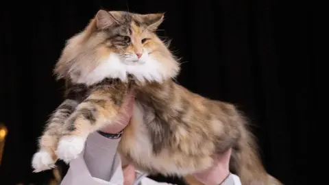 Diversas razas de gatos participan en la Exposición Felina Internacional en San Andrés del Rabanedo, evaluadas por jueces expertos según estándares oficiales de morfología, pelaje y carácter.