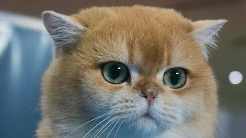 Diversas razas de gatos participan en la Exposición Felina Internacional en San Andrés del Rabanedo, evaluadas por jueces expertos según estándares oficiales de morfología, pelaje y carácter.