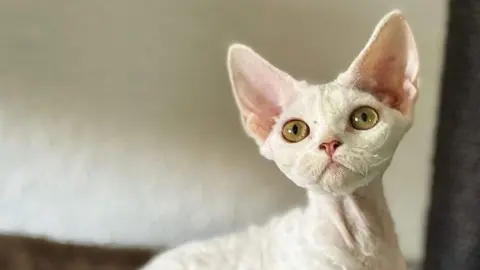 Diversas razas de gatos participan en la Exposición Felina Internacional en San Andrés del Rabanedo, evaluadas por jueces expertos según estándares oficiales de morfología, pelaje y carácter.