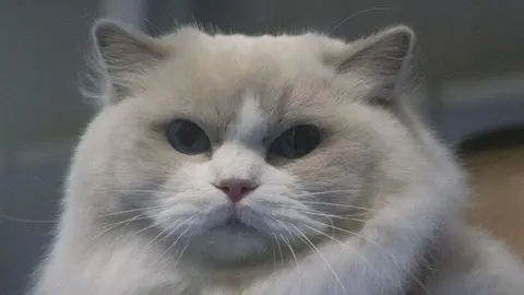 Diversas razas de gatos participan en la Exposición Felina Internacional en San Andrés del Rabanedo, evaluadas por jueces expertos según estándares oficiales de morfología, pelaje y carácter.