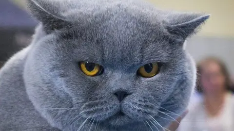 Diversas razas de gatos participan en la Exposición Felina Internacional en San Andrés del Rabanedo, evaluadas por jueces expertos según estándares oficiales de morfología, pelaje y carácter.