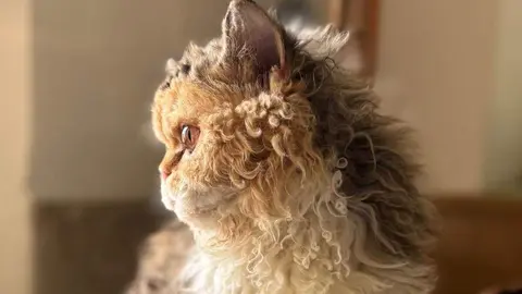 Diversas razas de gatos participan en la Exposición Felina Internacional en San Andrés del Rabanedo, evaluadas por jueces expertos según estándares oficiales de morfología, pelaje y carácter.