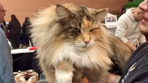 Exposición internacional felina San Andrés del Rabanedo.