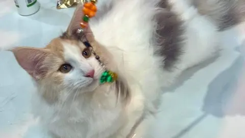 Exposición internacional felina San Andrés del Rabanedo.