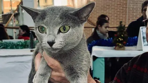 Exposición internacional felina San Andrés del Rabanedo.
