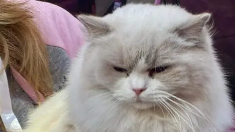 Exposición internacional felina San Andrés del Rabanedo.