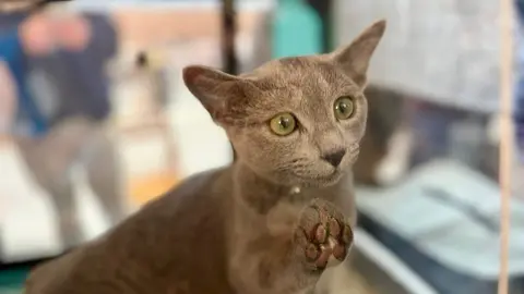 Exposición internacional felina San Andrés del Rabanedo.