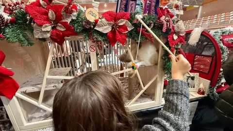 Exposición internacional felina San Andrés del Rabanedo.