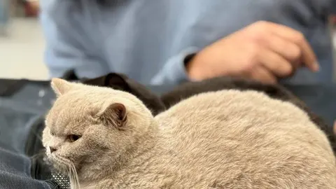 Exposición internacional felina San Andrés del Rabanedo.
