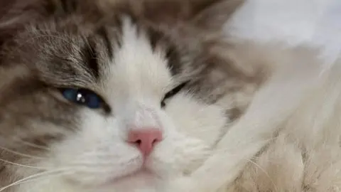 Exposición internacional felina San Andrés del Rabanedo.