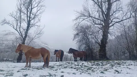 Un manto blanco cubre las praderas del Alto Sil leonés este domingo.