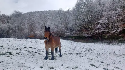 Un manto blanco cubre las praderas del Alto Sil leonés este domingo.