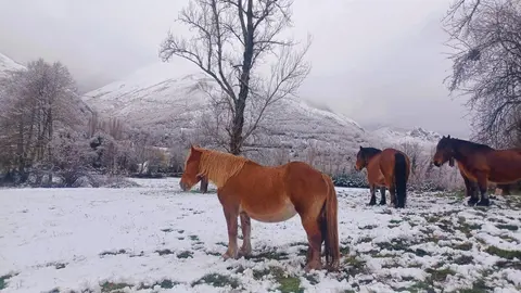 Un manto blanco cubre las praderas del Alto Sil leonés este domingo.