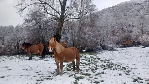 Un manto blanco cubre las praderas del Alto Sil leonés este domingo.