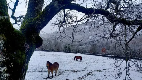 Un manto blanco cubre las praderas del Alto Sil leonés este domingo.