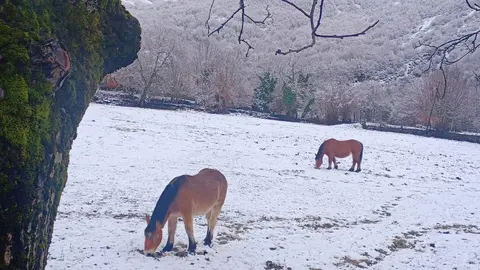 Un manto blanco cubre las praderas del Alto Sil leonés este domingo.
