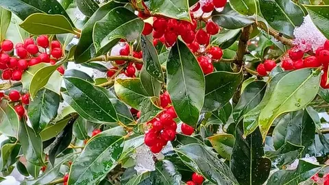 Un manto blanco cubre las praderas del Alto Sil leonés este domingo.