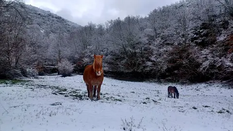 Un manto blanco cubre las praderas del Alto Sil leonés este domingo.