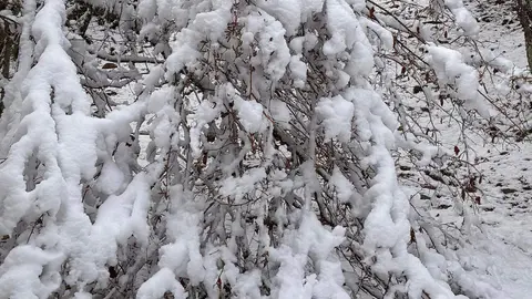 La Ruta de la Mitología Leonesa en Carande se transforma en un paisaje mágico bajo la nieve, donde la historia y la naturaleza se entrelazan en cada sendero.