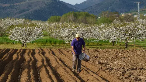 Cerezo en flor en Corullón. Foto: César Sánchez.