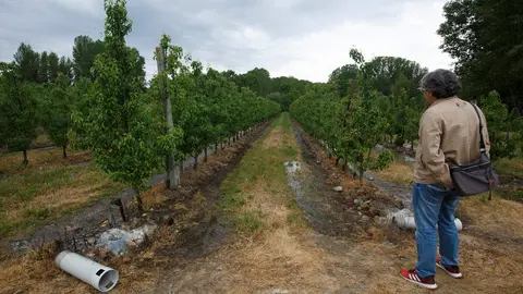 Frutales en El Bierzo. Foto: César Sánchez.