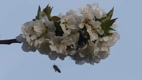 Cerezos en flor de la Marca de Garantía del Bierzo. Foto: César Sánchez.
