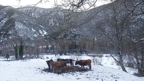 Las nevadas de las últimas horas dejan imágenes únicas en Alto Sil y Laciana mientras la DGT pide máxima precaución en carreteras de León, Burgos y Palencia durante la operación retorno de Reyes