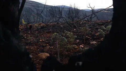 'A través de las cenizas' de José Manuel Azabal, imagen (parcial) de la fotografía ganadora en la categoría 'Después' en la sección reservada para la comunidad universitaria.