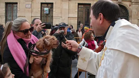 San Antón reúne a decenas de mascotas en León para la tradicional bendición de animales. Foto: Peio García.