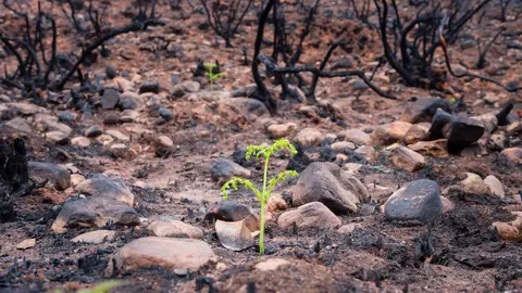 El CSIC documenta los daños ambientales y geológicos clave para la recuperación postincendio de Las Médulas. Foto: CSIC.