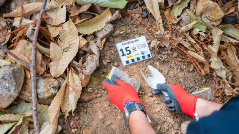 El CSIC documenta los daños ambientales y geológicos clave para la recuperación postincendio de Las Médulas. Foto: CSIC.